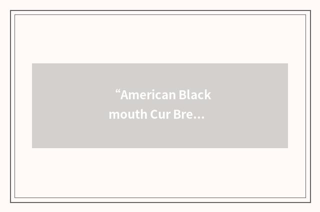 “American Blackmouth Cur Breeders Association”缩略