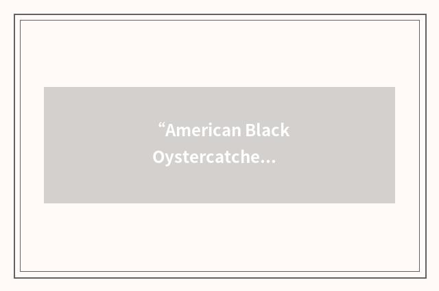 “American Black Oystercatcher”缩略