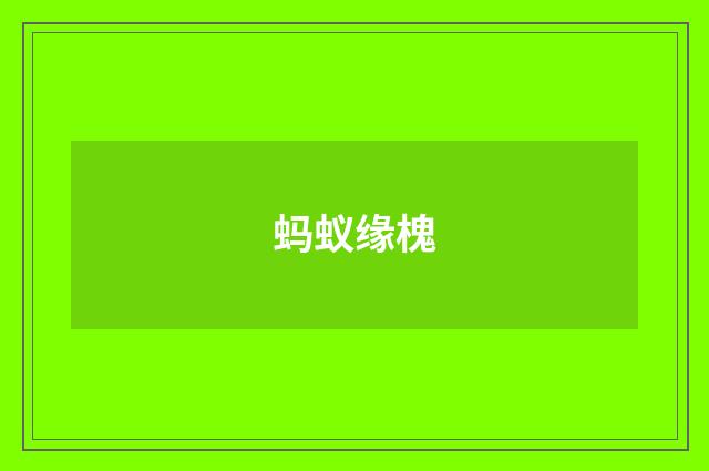 蚂蚁缘槐