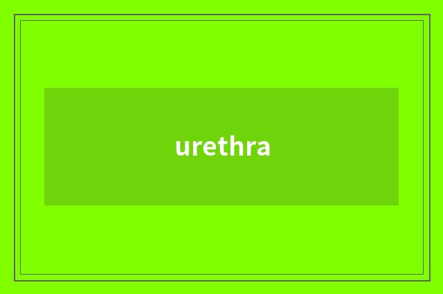 urethra