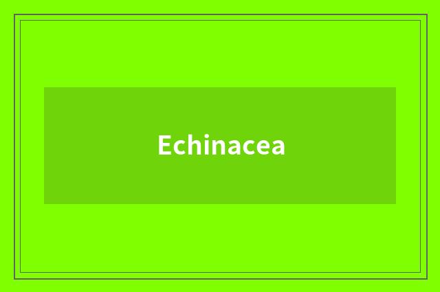 Echinacea