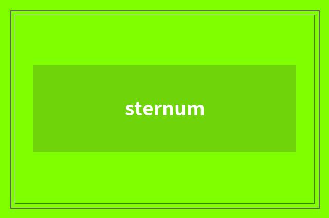 sternum