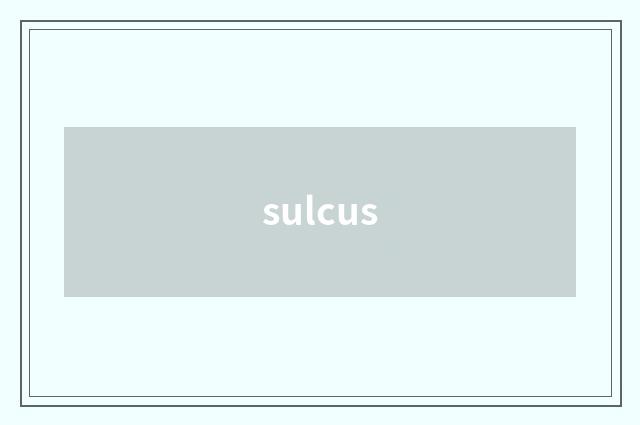 sulcus