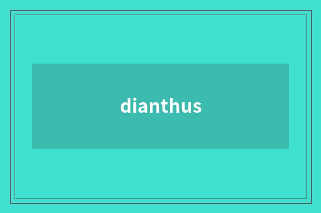 dianthus