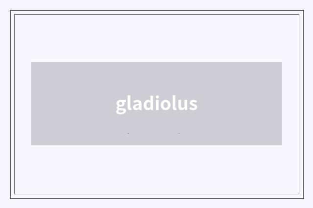 gladiolus