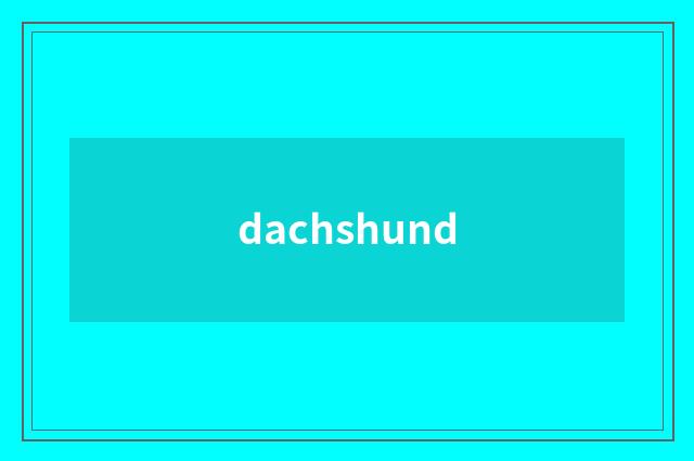 dachshund