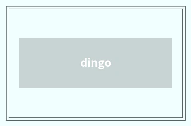 dingo