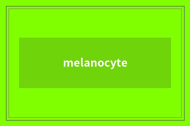 melanocyte