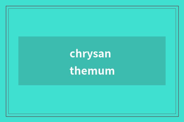chrysanthemum