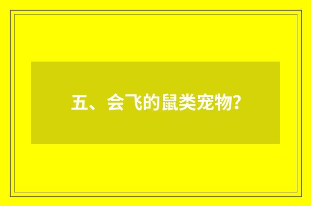 五、会飞的鼠类宠物？