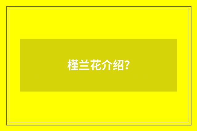 槿兰花介绍？