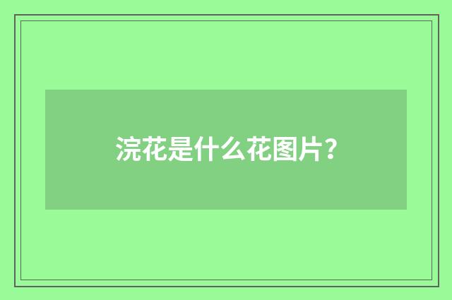浣花是什么花图片?
