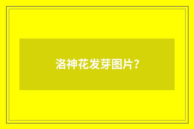 洛神花发芽图片？