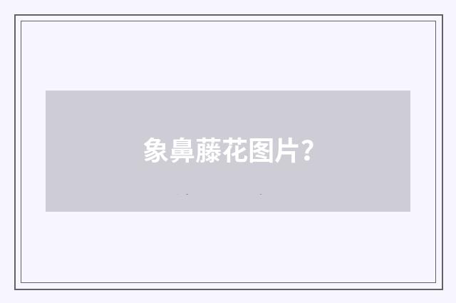 象鼻藤花图片?