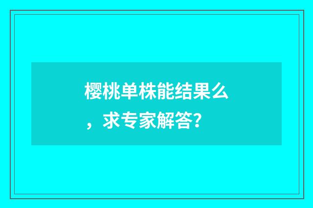 樱桃单株能结果么，求专家解答？