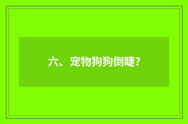 六、宠物狗狗倒睫?
