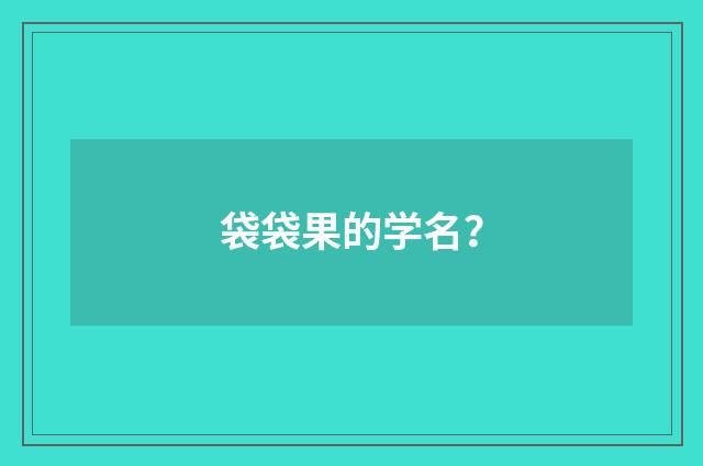 袋袋果的学名?