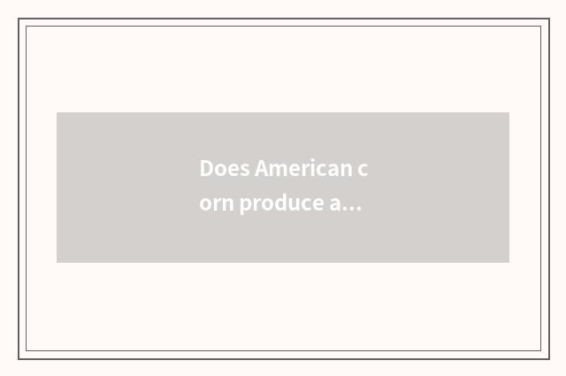 Does American corn produce a city?