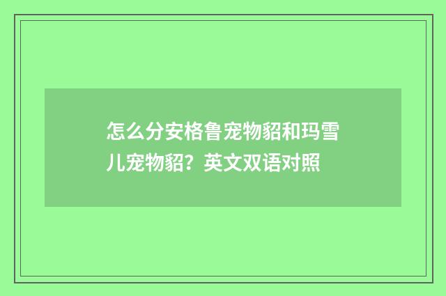 怎么分安格鲁宠物貂和玛雪儿宠物貂？英文双语对照