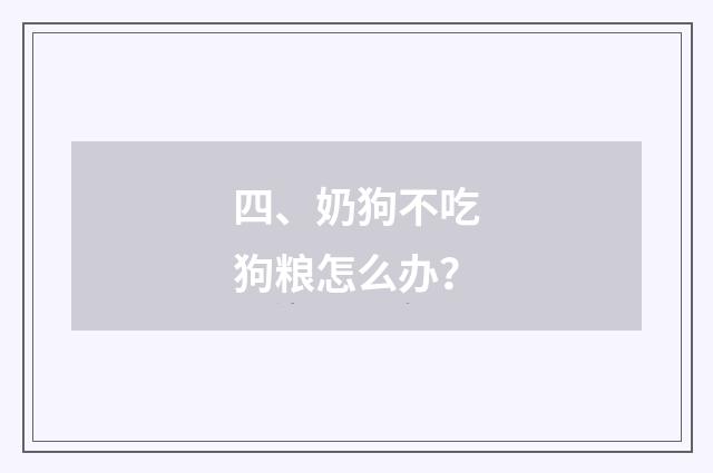 四、奶狗不吃狗粮怎么办?