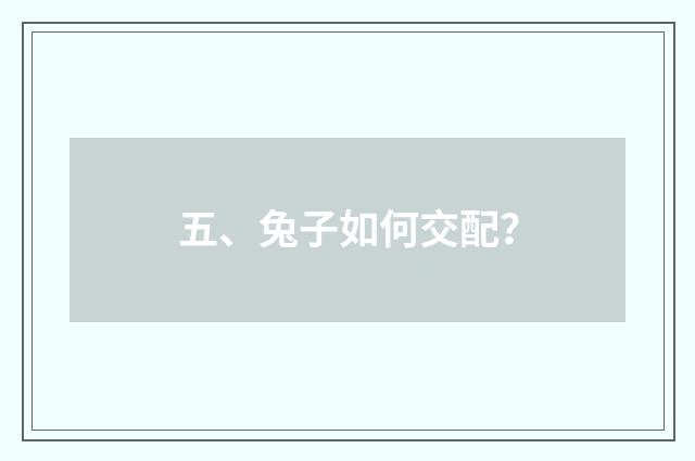 五、兔子如何交配?