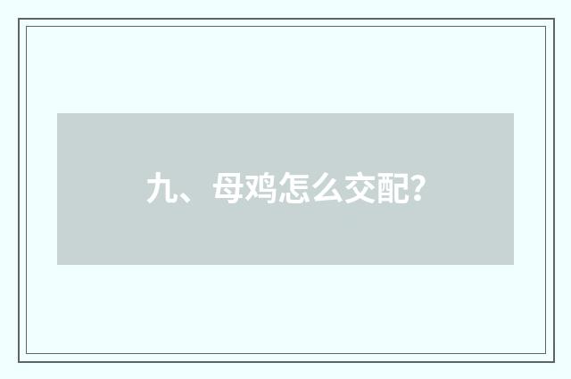 九、母鸡怎么交配？