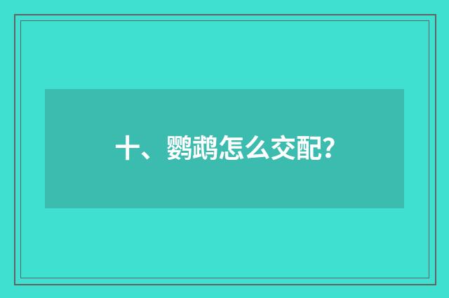十、鹦鹉怎么交配?