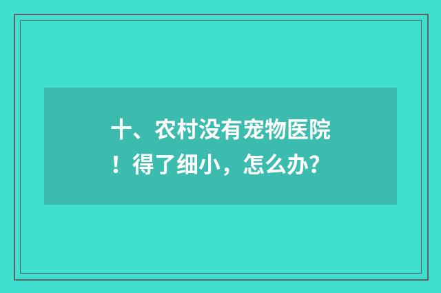 十、农村没有宠物医院!得了细小,怎么办?