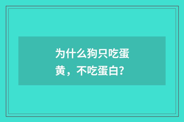 为什么狗只吃蛋黄,不吃蛋白?