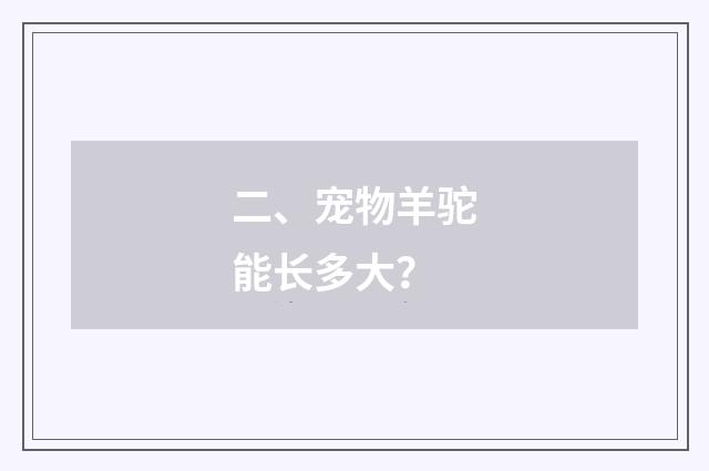 二、宠物羊驼能长多大?