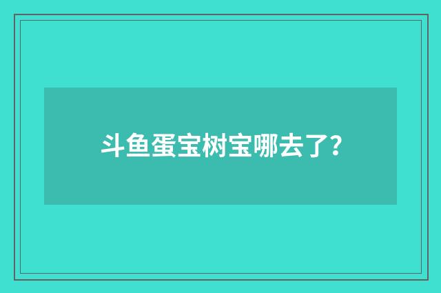 斗鱼蛋宝树宝哪去了?