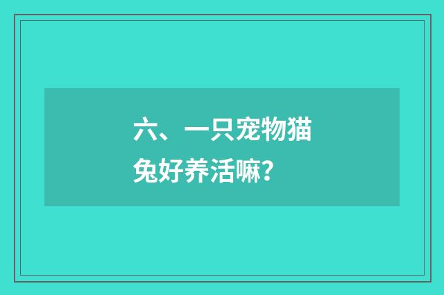 六、一只宠物猫兔好养活嘛?