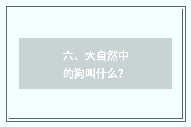 六、大自然中的狗叫什么?
