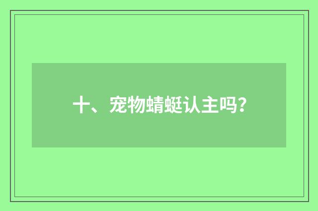 十、宠物蜻蜓认主吗?