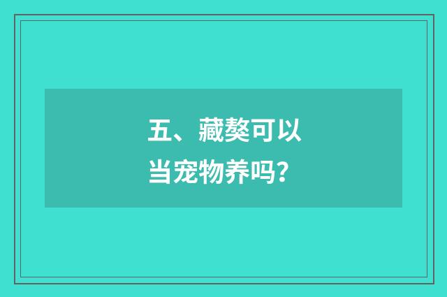 五、藏獒可以当宠物养吗?