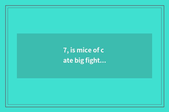 7, is mice of cate big fight amused?