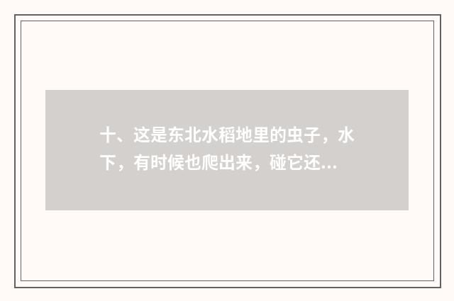 十、这是东北水稻地里的虫子,水下,有时候也爬出来,碰它还渍渍渍的叫,真恶心!想给宠物蜈蚣吃,不知道是什?
