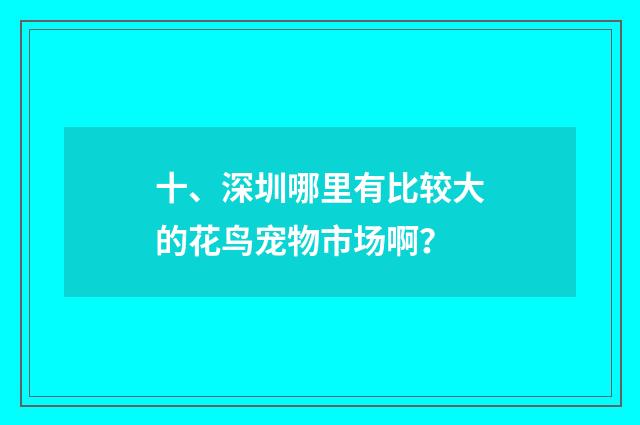 十、深圳哪里有比较大的花鸟宠物市场啊?