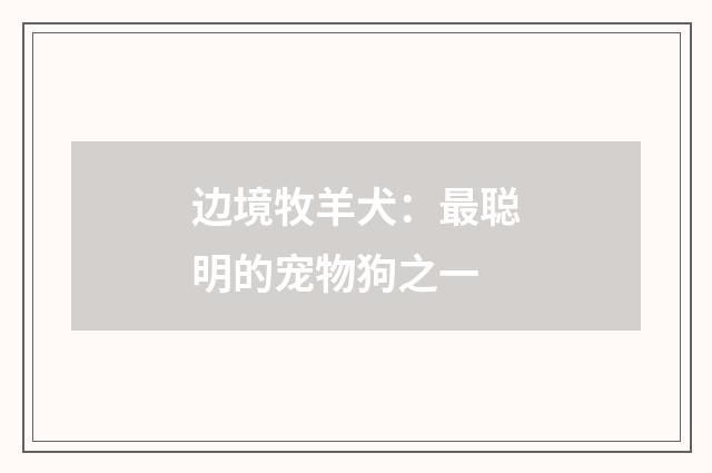 边境牧羊犬：最聪明的宠物狗之一