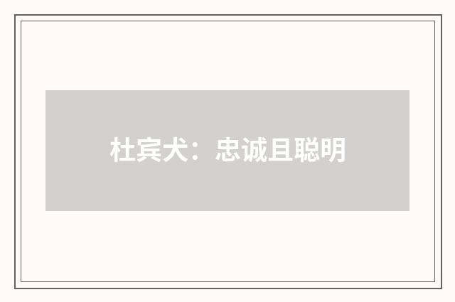 杜宾犬：忠诚且聪明