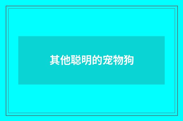 其他聪明的宠物狗