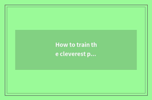 How to train the cleverest pet dog