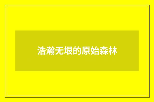 浩瀚无垠的原始森林