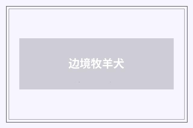 边境牧羊犬
