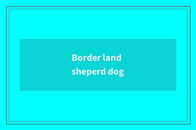 Border land sheperd dog