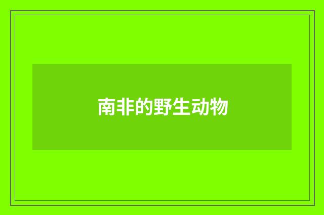 南非的野生动物