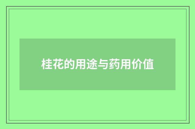 桂花的用途与药用价值