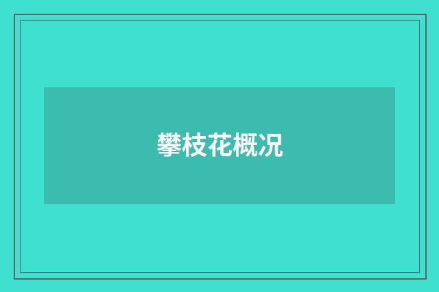 攀枝花概况
