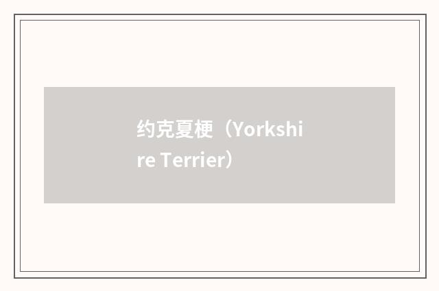 约克夏梗(Yorkshire Terrier)
