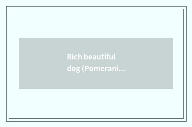 Rich beautiful dog (Pomeranian)